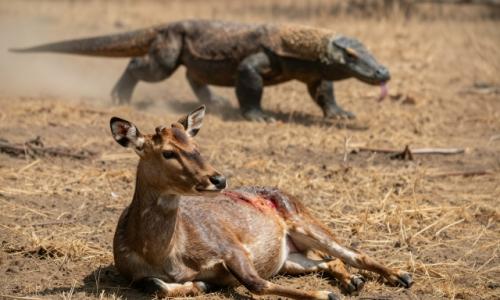 Долгое время считалось, что секрет смертоносности этих рептилий кроется в опасных бактериях в их пасти. 02