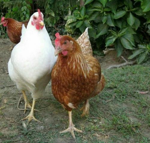 Куры - неотъемлемая часть нашей жизни, но сколько мы на самом деле о них знаем?  