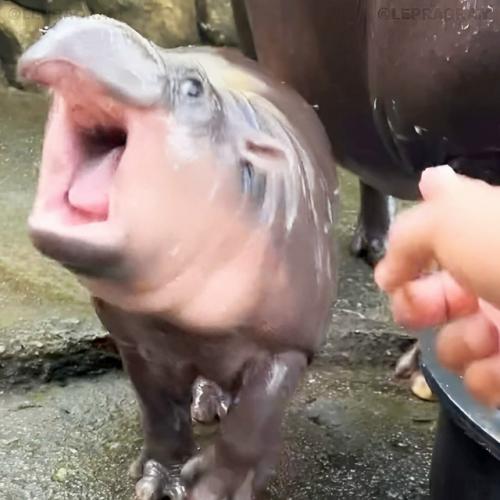 Животное покорило пользователей азиатских социальных сетей своей невероятной мимикой и драматичными реакциями на происходящее вокруг. 04