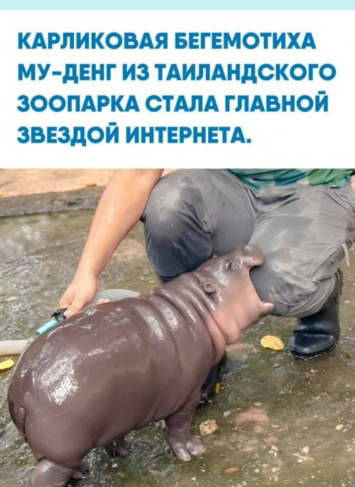 Животное покорило пользователей азиатских социальных сетей своей невероятной мимикой и драматичными реакциями на происходящее вокруг. 

