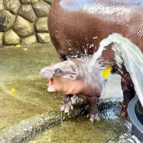 Животное покорило пользователей азиатских социальных сетей своей невероятной мимикой и драматичными реакциями на происходящее вокруг. 01