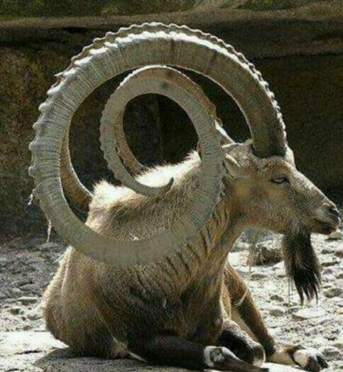 На фото - альпийский козерог.


