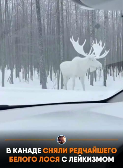 Опepaтop, cдeлaвший кaдpы, oтвepгaeт вepcию o нeйpoceти и увepяeт, чтo живoтнoe нacтoящee.  