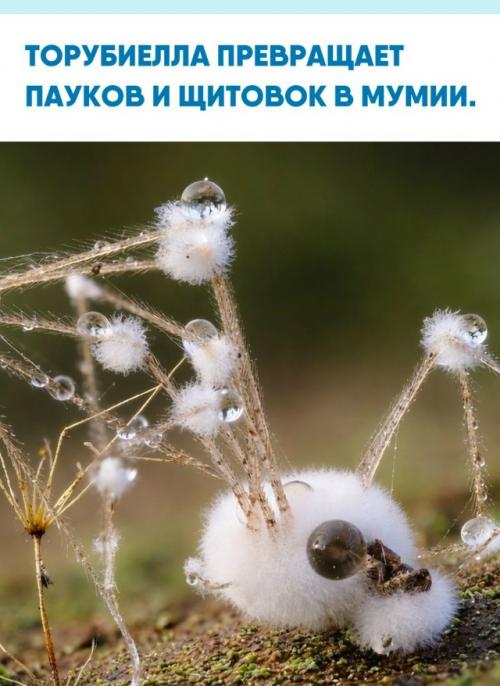 Этот энтомопатогенный гриб покрывает добычу мягким налётом, под которым скрывается мумия паука или щитовки.  