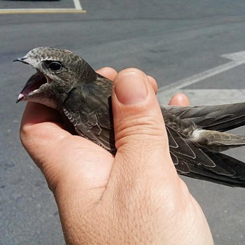 Сапсан носит титул самого быстрого животного планеты, ведь его скорость достигает 390 км/ч!  