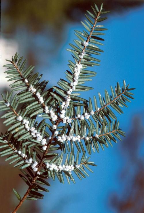 Как вы думаете, почему у этого дерева на фото цвет ствола сильно отличается от остальных? 01