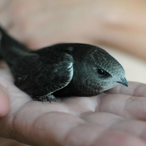 Сапсан носит титул самого быстрого животного планеты, ведь его скорость достигает 390 км/ч! 01