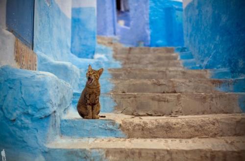 Марокко. Волшебный берег могучего атлантического океана вдобавок с лазурным гибралтарским проливом на севере не может не вызвать горькой зависти. 04