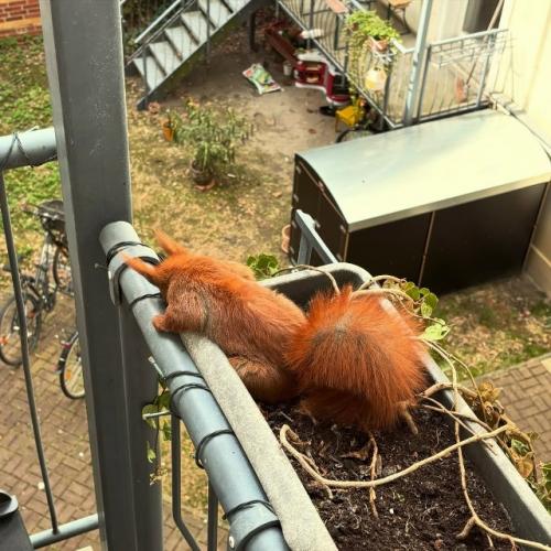 Эту белочку зовут Хэйзел - она часто заглядывает в гости к автору снимков. 

