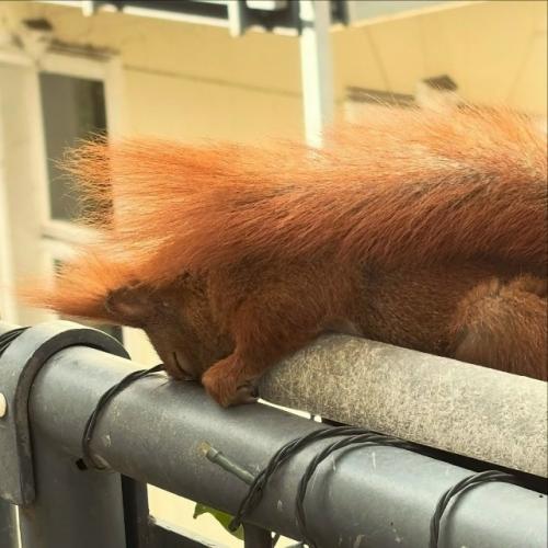 Эту белочку зовут Хэйзел - она часто заглядывает в гости к автору снимков. 01