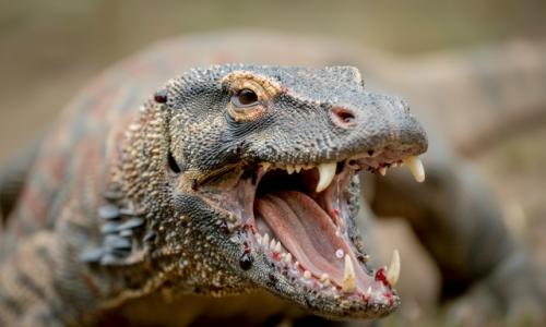 Долгое время считалось, что секрет смертоносности этих рептилий кроется в опасных бактериях в их пасти. 01