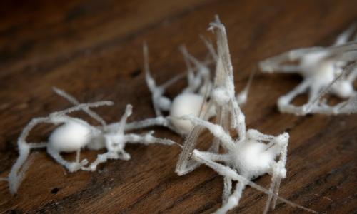 Этот энтомопатогенный гриб покрывает добычу мягким налётом, под которым скрывается мумия паука или щитовки. 01