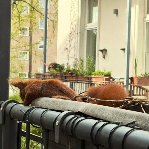 Эту белочку зовут Хэйзел - она часто заглядывает в гости к автору снимков. 02