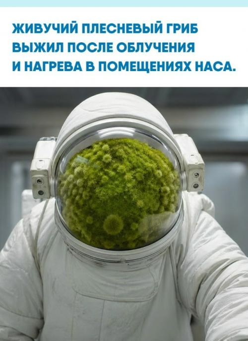 Специалисты обнаружили вид Aspergillus Calidoustus в стерильных цехах наса во флориде.  