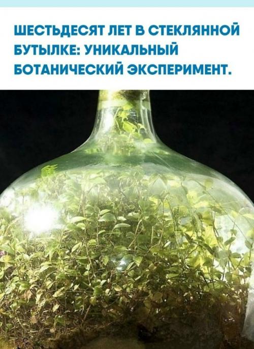 В 1960 году Дэвид латимер запустил необычный эксперимент.  