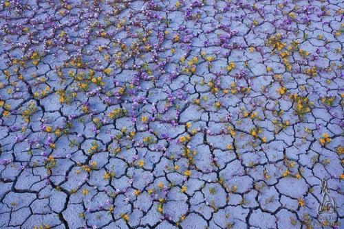 Анза - боррего, США.