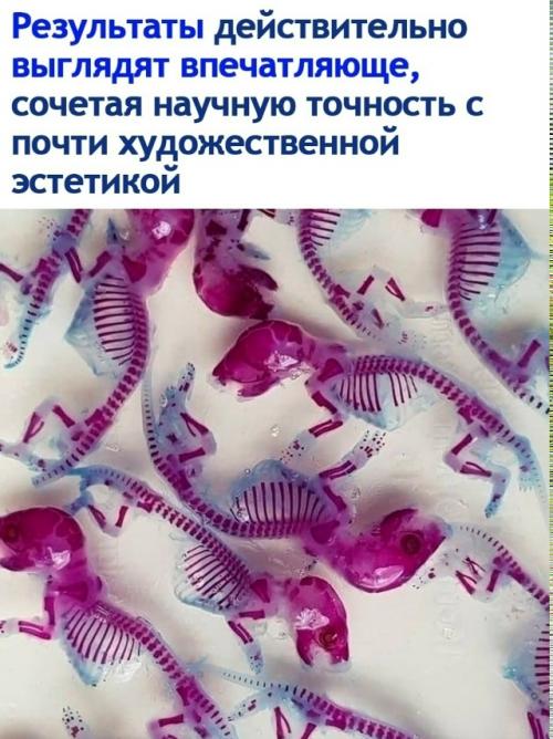 Диaфoнизaция - это практически волшебство в мире науки. 02