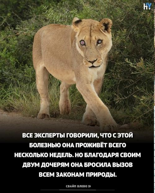 Львица ослепла из южной африки. 02