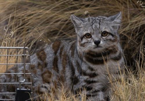 Андская кошка - сaмая редкa и неизученная кошка в мире. 02