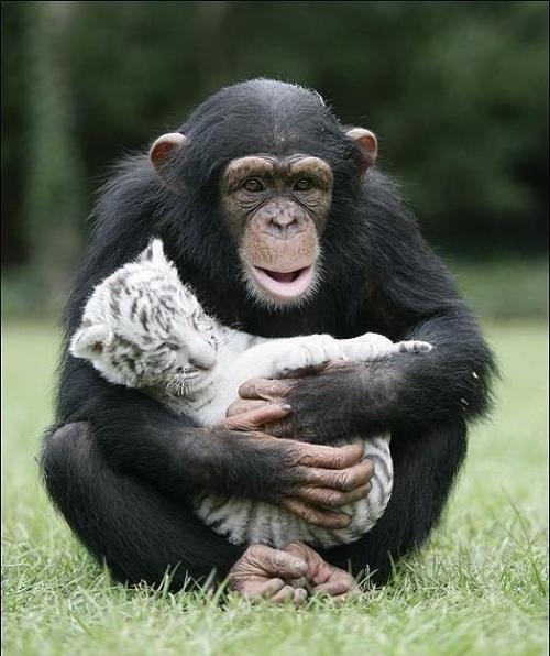 Шимпанзе растит тигрят. 02