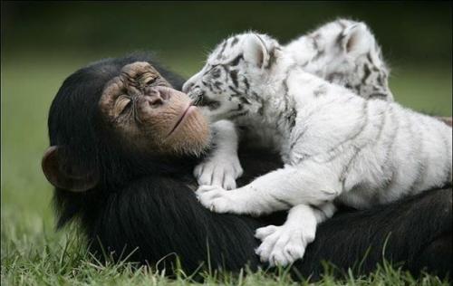 Шимпанзе растит тигрят. 04