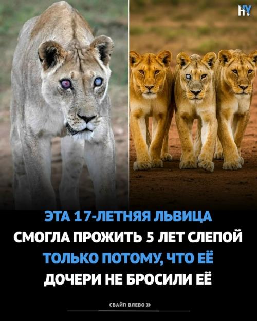 Львица ослепла из южной африки.  