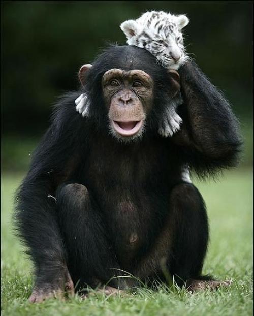 Шимпанзе растит тигрят. 03