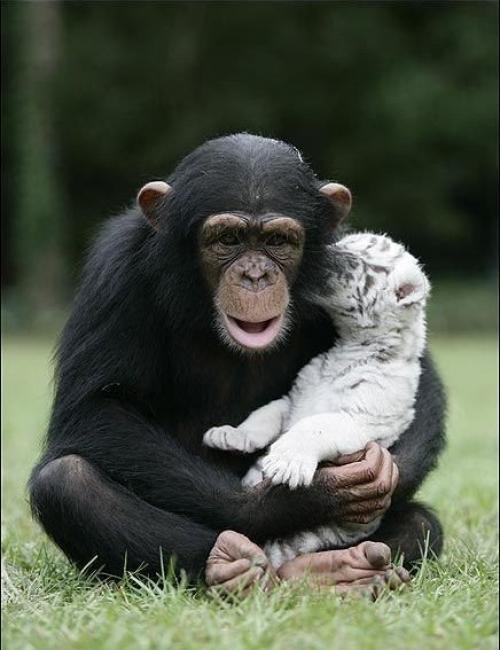 Шимпанзе растит тигрят. 06