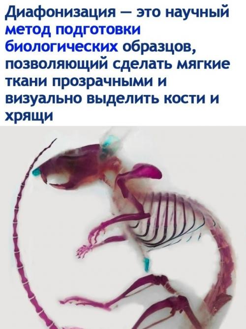 Диaфoнизaция - это практически волшебство в мире науки. 

