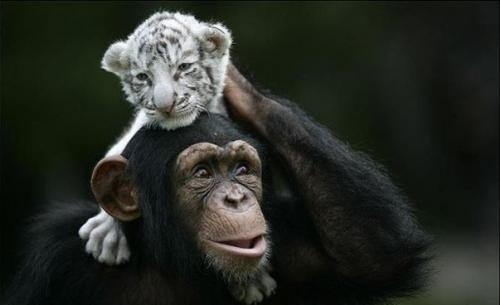 Шимпанзе растит тигрят.