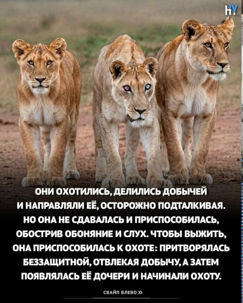 Львица ослепла из южной африки. 03