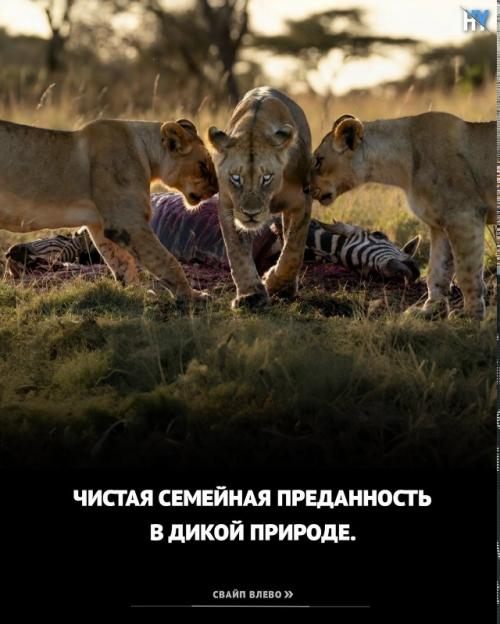 Львица ослепла из южной африки. 04