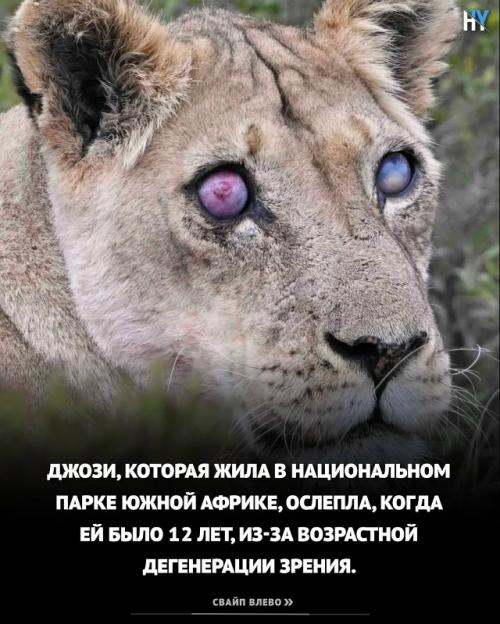 Львица ослепла из южной африки. 01