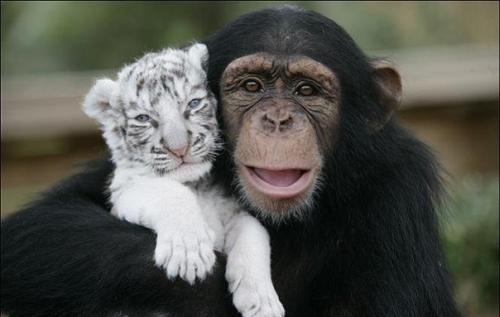 Шимпанзе растит тигрят. 01