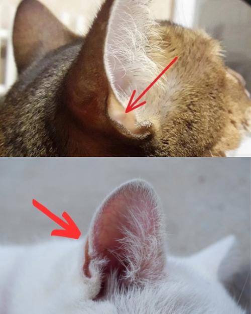 Загадочная дырочка в кошачьем ухе: что это такое?