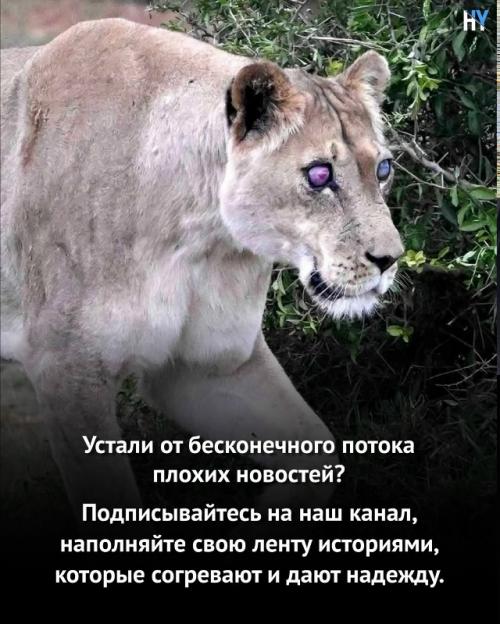 Львица ослепла из южной африки. 05