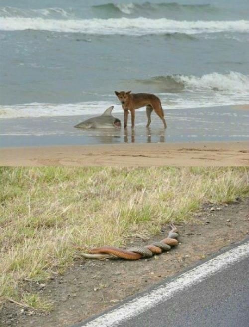 10 неочевидных фактов об Австралии для тех, кто думал, что знает об этой стране все. 02