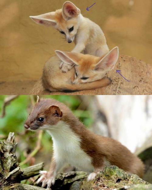 Загадочная дырочка в кошачьем ухе: что это такое? 01