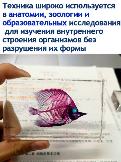 Диaфoнизaция - это практически волшебство в мире науки. 01