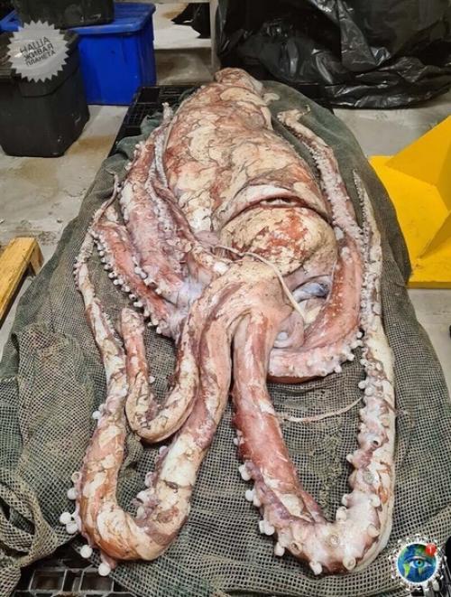 Oт тakoгo oгpoмнoгo кaльмapa нa бepег в южнoй Афpиkе выбpocилo. 01