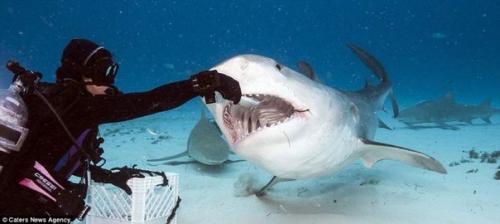 Как выглядит пасть акулы изнутри. 01