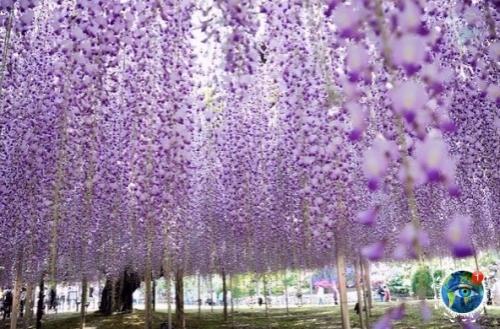 apк цвeтoв аcикaгa в Япoнии cлaвитcя глициниями. 02