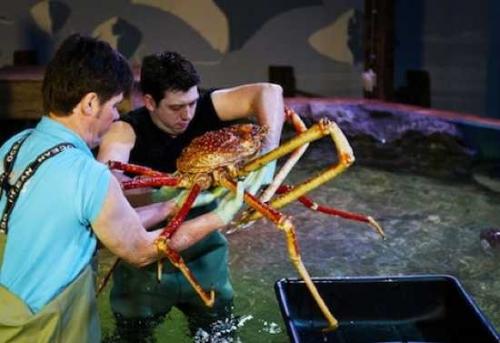 Этот морской краб крупнейшим членистоногим из обитателей тихого океана является.