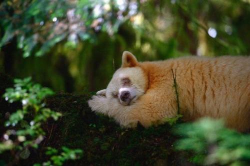 Кермодский медведь - это подвид американского чёрного медведя, обитающий исключительно в лесах западного побережья Канады. 01