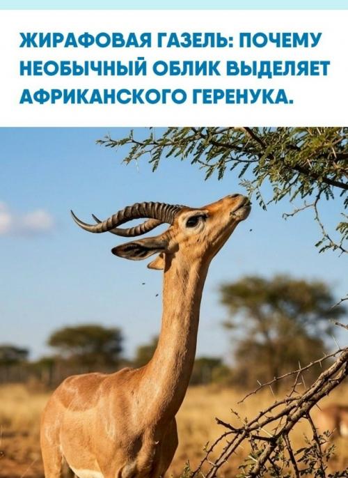 Геренук представляет собой уникальный род в семействе антилоп, обитающий на африканском континенте.  