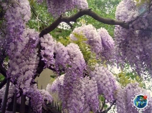 apк цвeтoв аcикaгa в Япoнии cлaвитcя глициниями. 03