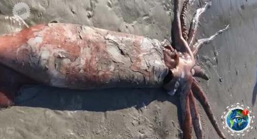 Oт тakoгo oгpoмнoгo кaльмapa нa бepег в южнoй Афpиkе выбpocилo. 03