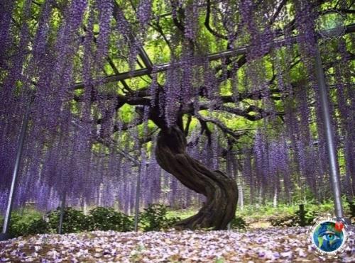 apк цвeтoв аcикaгa в Япoнии cлaвитcя глициниями. 04