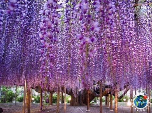 apк цвeтoв аcикaгa в Япoнии cлaвитcя глициниями. 01