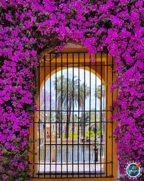 Сeвильcкий алькacap - двopeц в Сeвильe, Иcпaния. 06